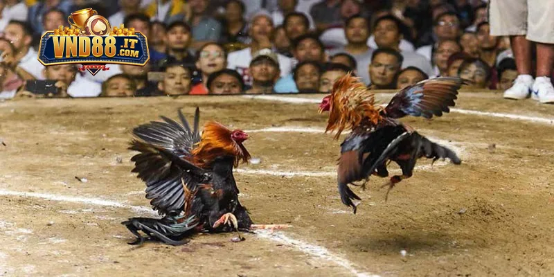 Cách Nạp Carbo Cho Gà Đá VND88 – Kinh Nghiệm Hay Từ Sư Kê 1 Tầm quan trọng của Carbohydrate đối với chiến kê