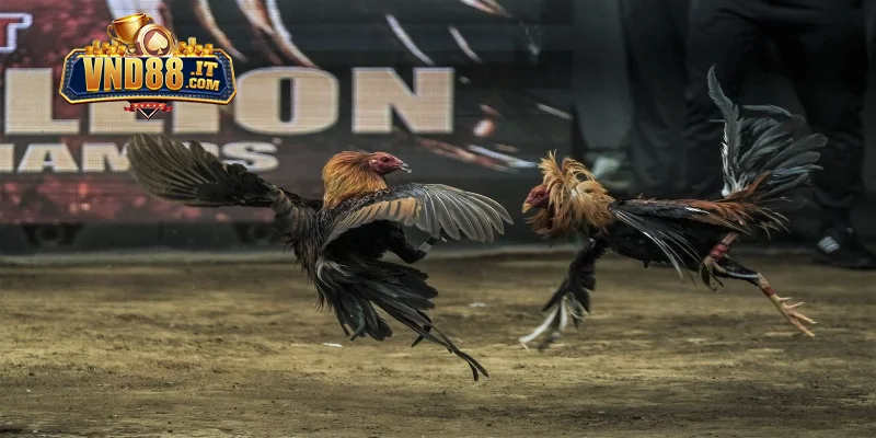 Cách Nạp Carbo Cho Gà Đá VND88 – Kinh Nghiệm Hay Từ Sư Kê 3 Thời điểm quan trọng để nạp carbo cho gà đá