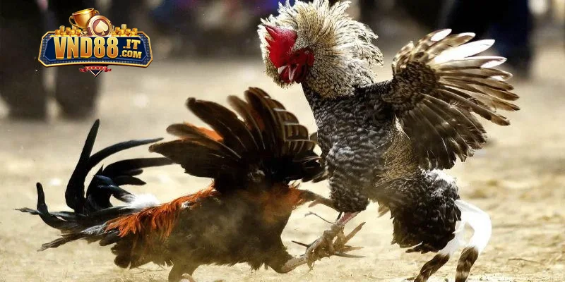 Đá Gà Campuchia VND88 – Trực Tiếp Từ Trường Gà Chuyên Nghiệp 1 Một vài thông tin cần biết về đá gà Campuchia VND88