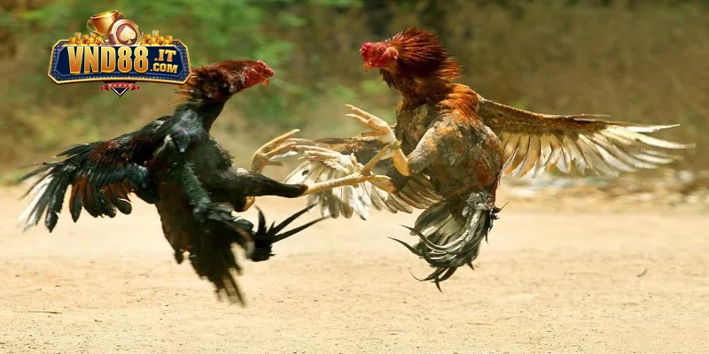 Đá Gà Campuchia VND88 – Trực Tiếp Từ Trường Gà Chuyên Nghiệp 2 Hướng dẫn luật chọi gà Campuchia chuẩn cho tân binh