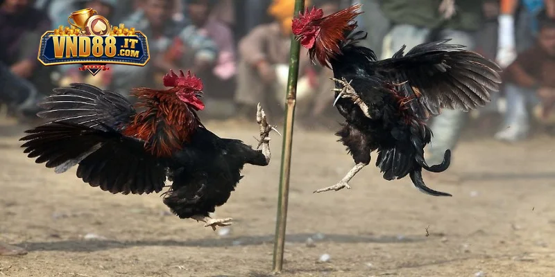 Đá Gà Campuchia VND88 – Trực Tiếp Từ Trường Gà Chuyên Nghiệp 3 Kinh nghiệm đặt cược chọi gà Campuchia tại VND88 thắng lớn