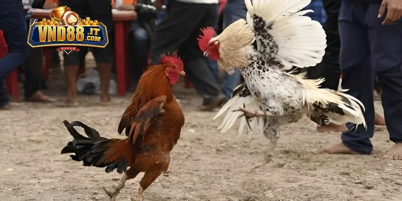 Khái quát một vài thông tin cơ bản về đá gà VND88