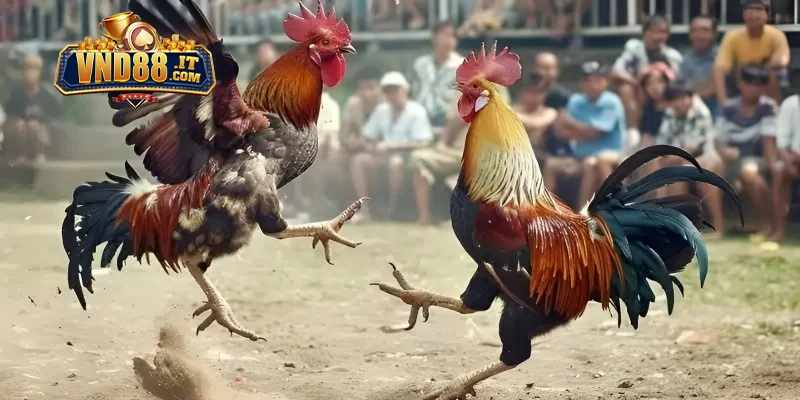 Lý do đá gà tại nhà cái VND88 được hội viên yêu thích