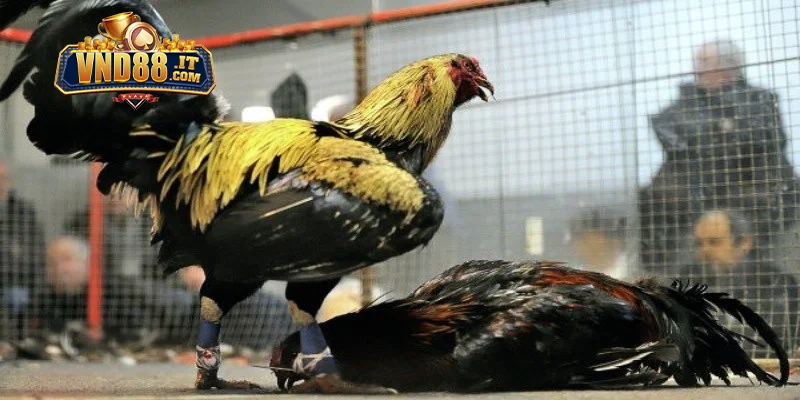 Các hình thức chọi gà VND88 được hội viên ưa chuộng