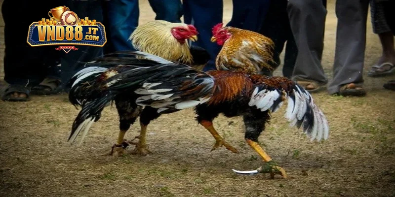 Kinh nghiệm đặt cược chọi gà tại VND88 tăng tỷ lệ thắng